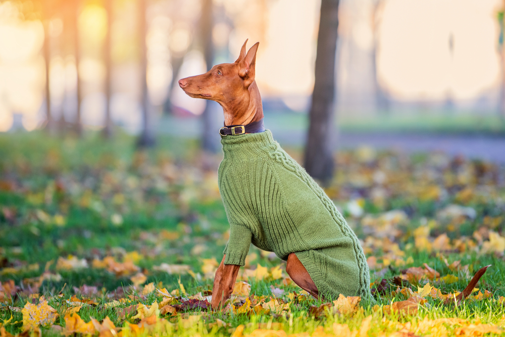 Pletený svetr pro psy