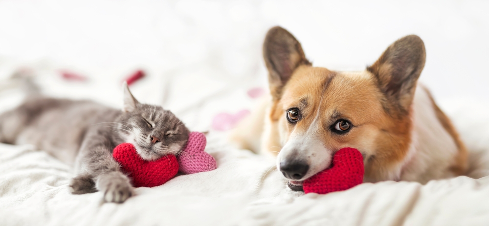 Pletené a háčkované hračky pro psy a kočky