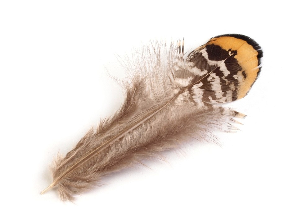 Pheasant feathers (5pcs) natural, length 4,5-8,5 cm - Pheasant feathers (5pcs) natural, length 4,5-8,5 cm