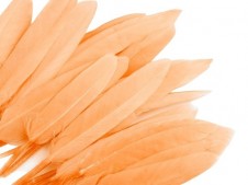 Kachní peří (5ks), oranžová, délka 9-14 cm