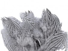 Bažantí peří (10ks) šedá, délka 5-11 cm