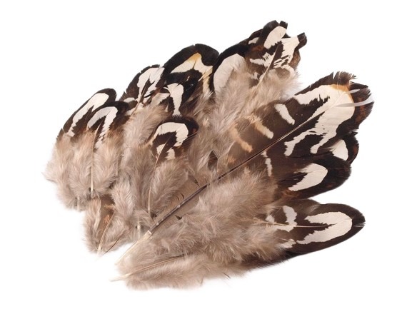 Pheasant Feathers (5pcs) gray-beige, Length 4 - 10 cm